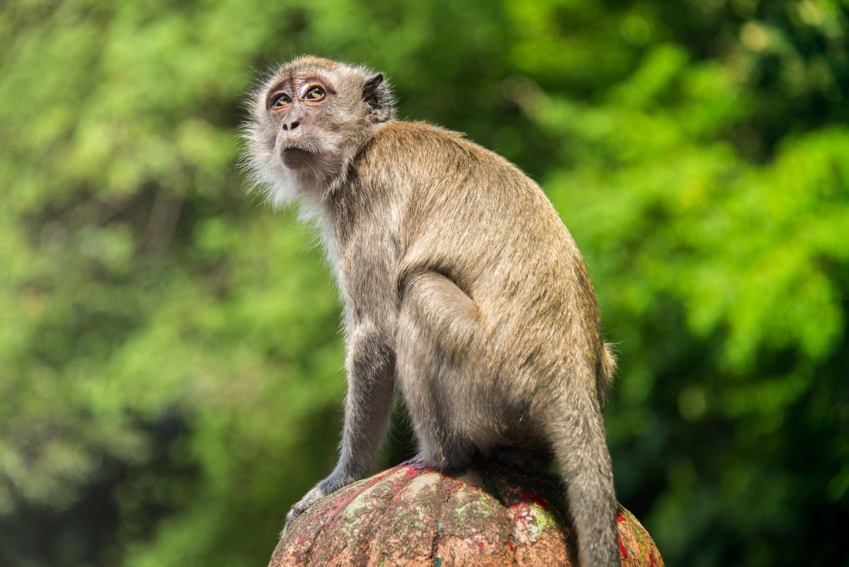 Фото обезьянки