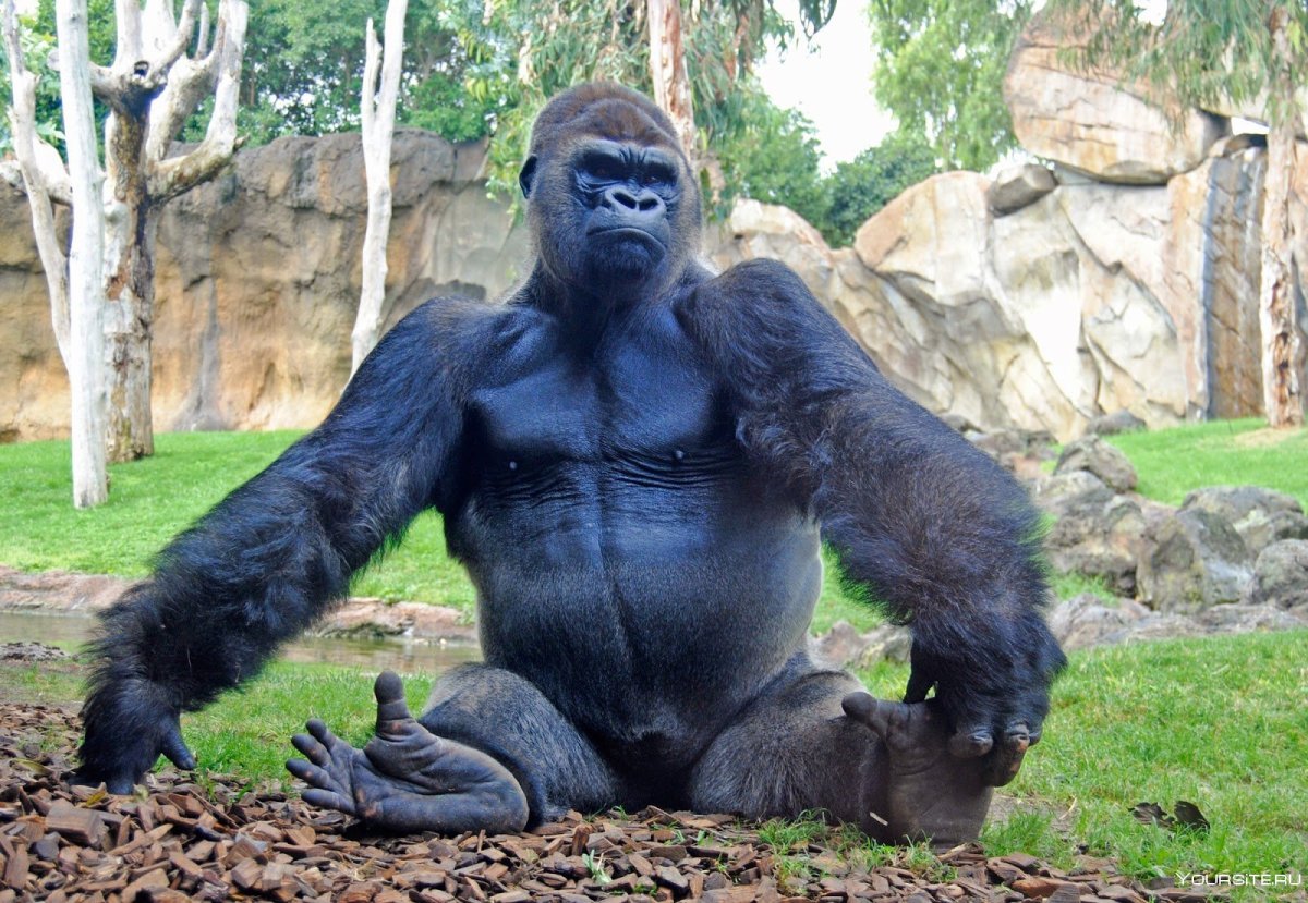 Горилла Санни