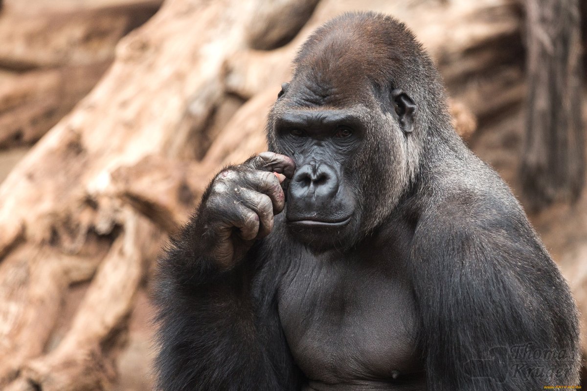 Сильная горилла