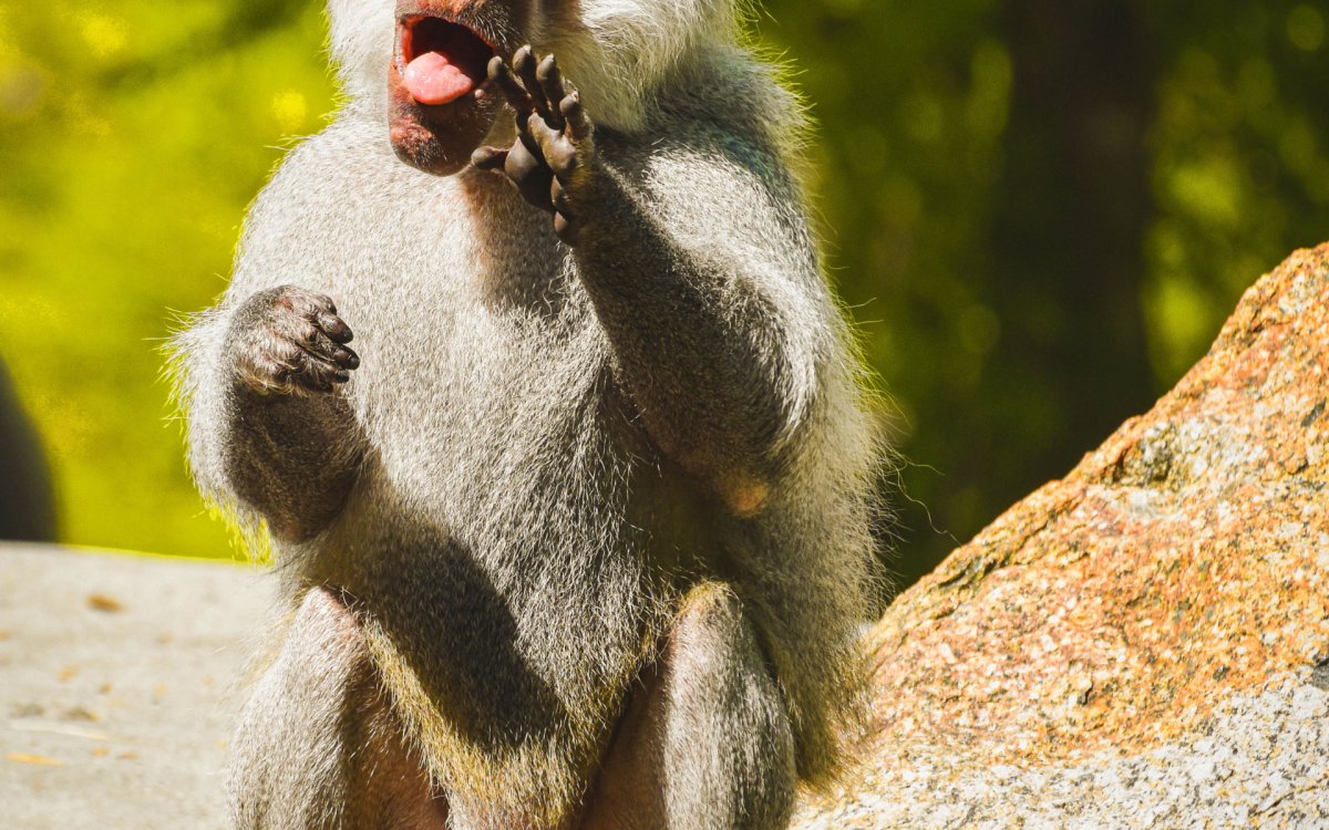 Мартышка сидит