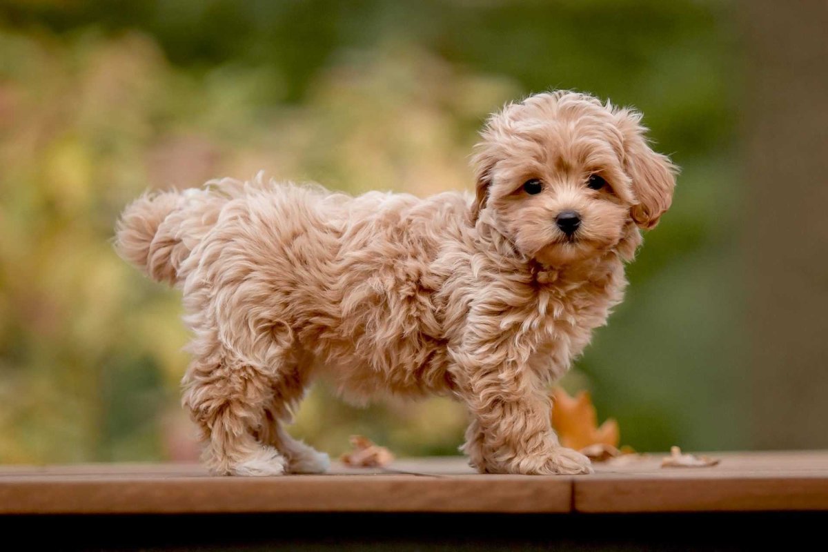 Пудель мальтипу