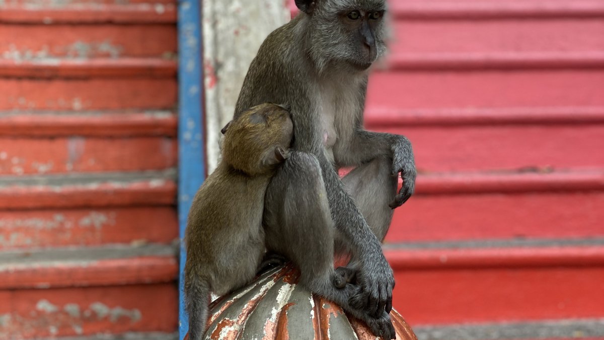 Обезьяна на рабочий стол