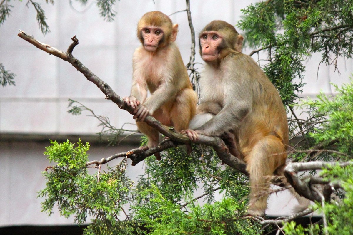 Обезьяна без шерсти