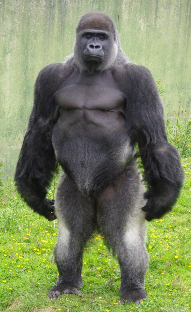 Silverback горилла