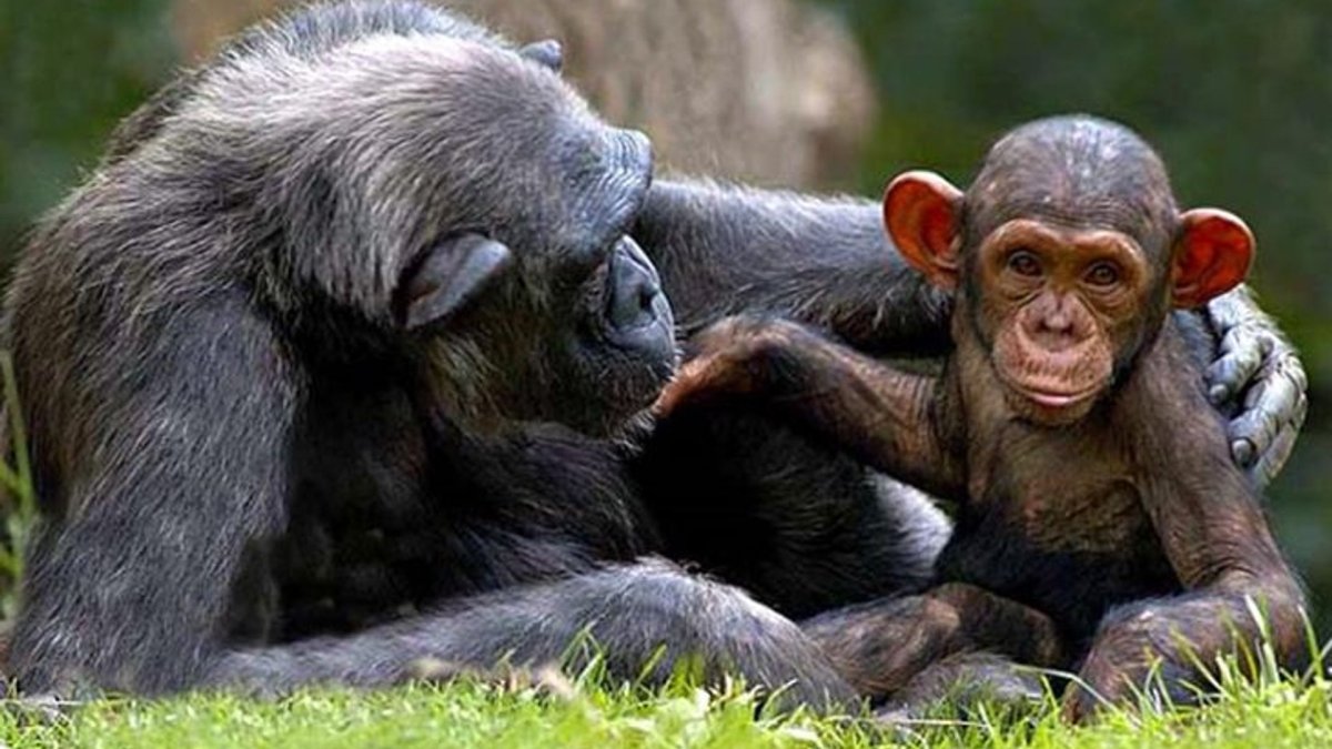 Приматы с детенышами