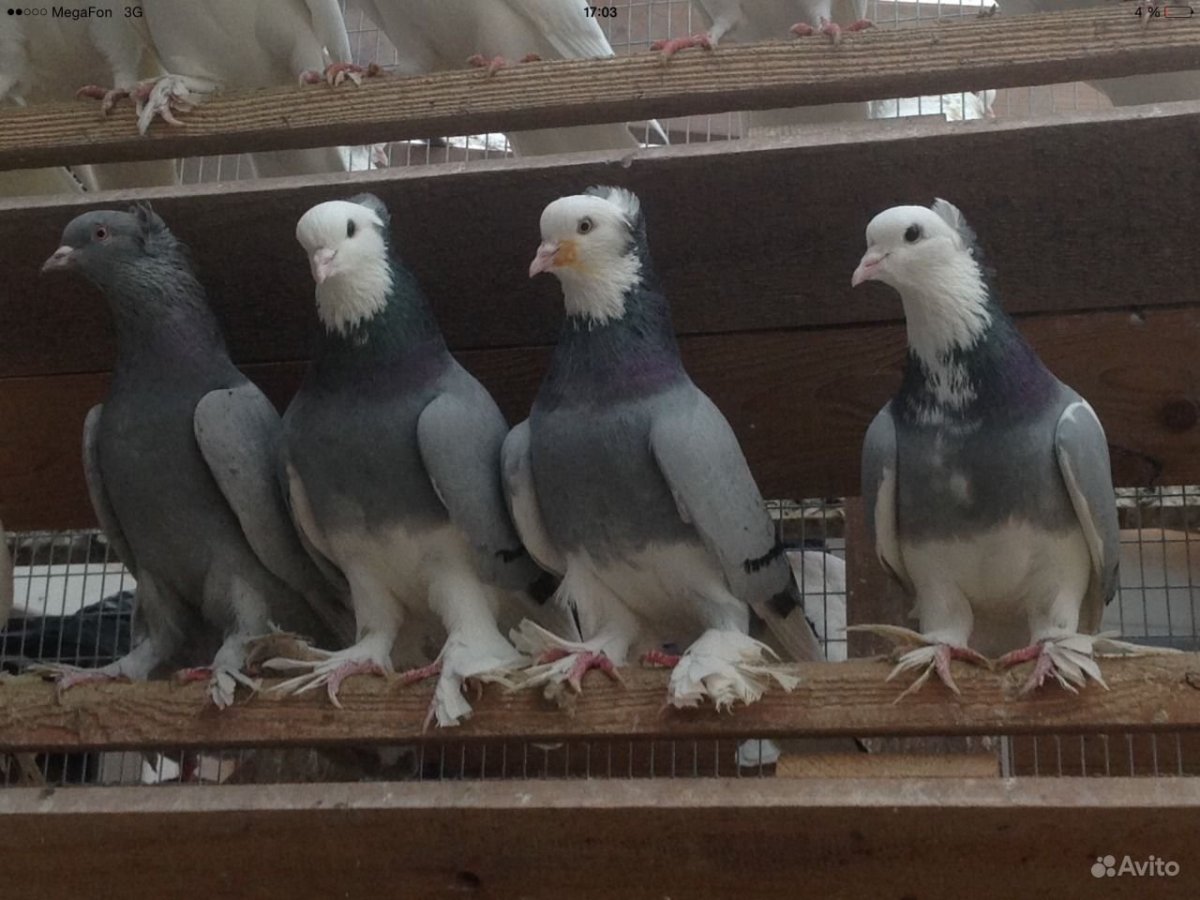 Бойные голуби Чили