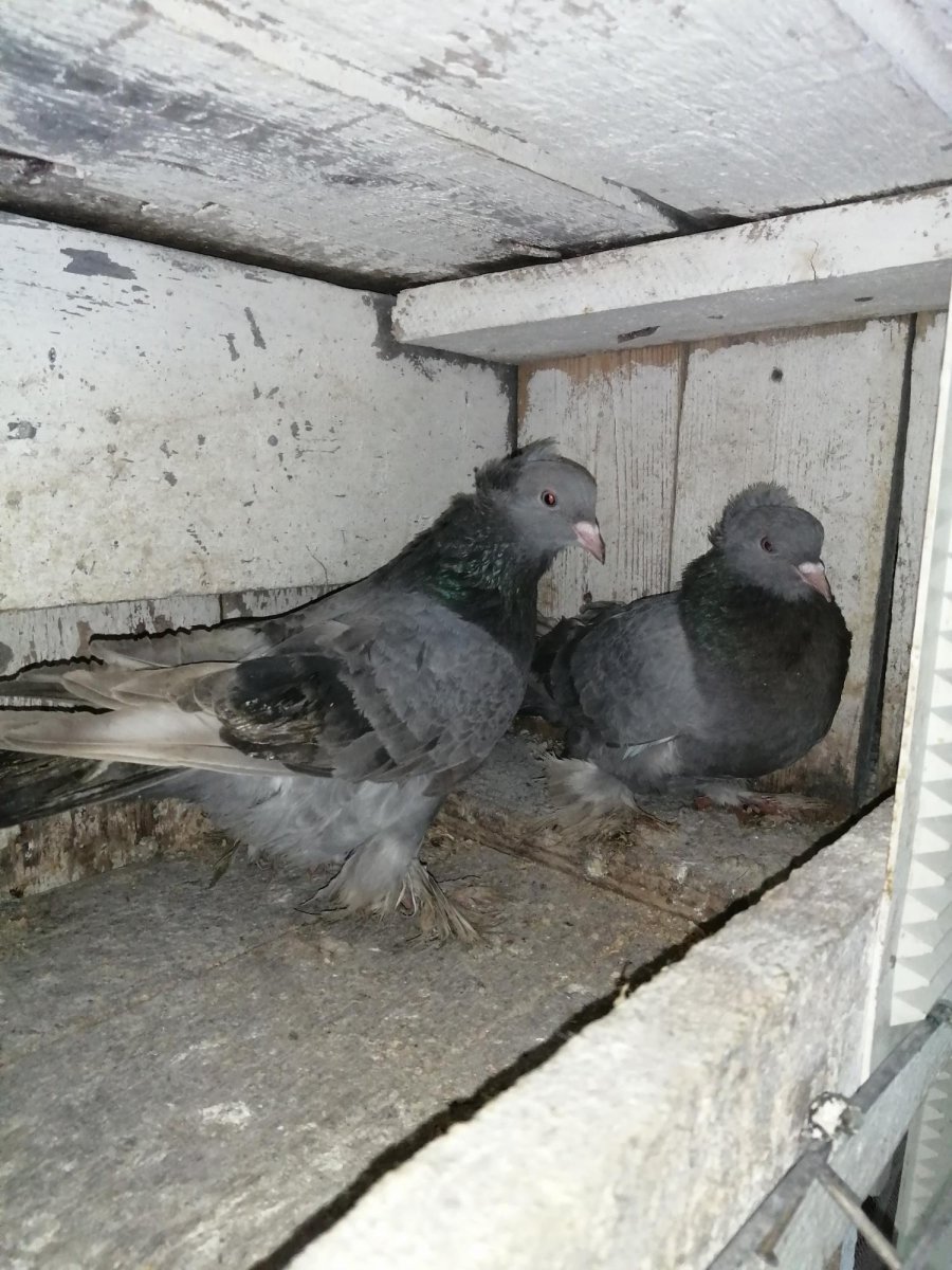 Порода голубей Ленинаканцы