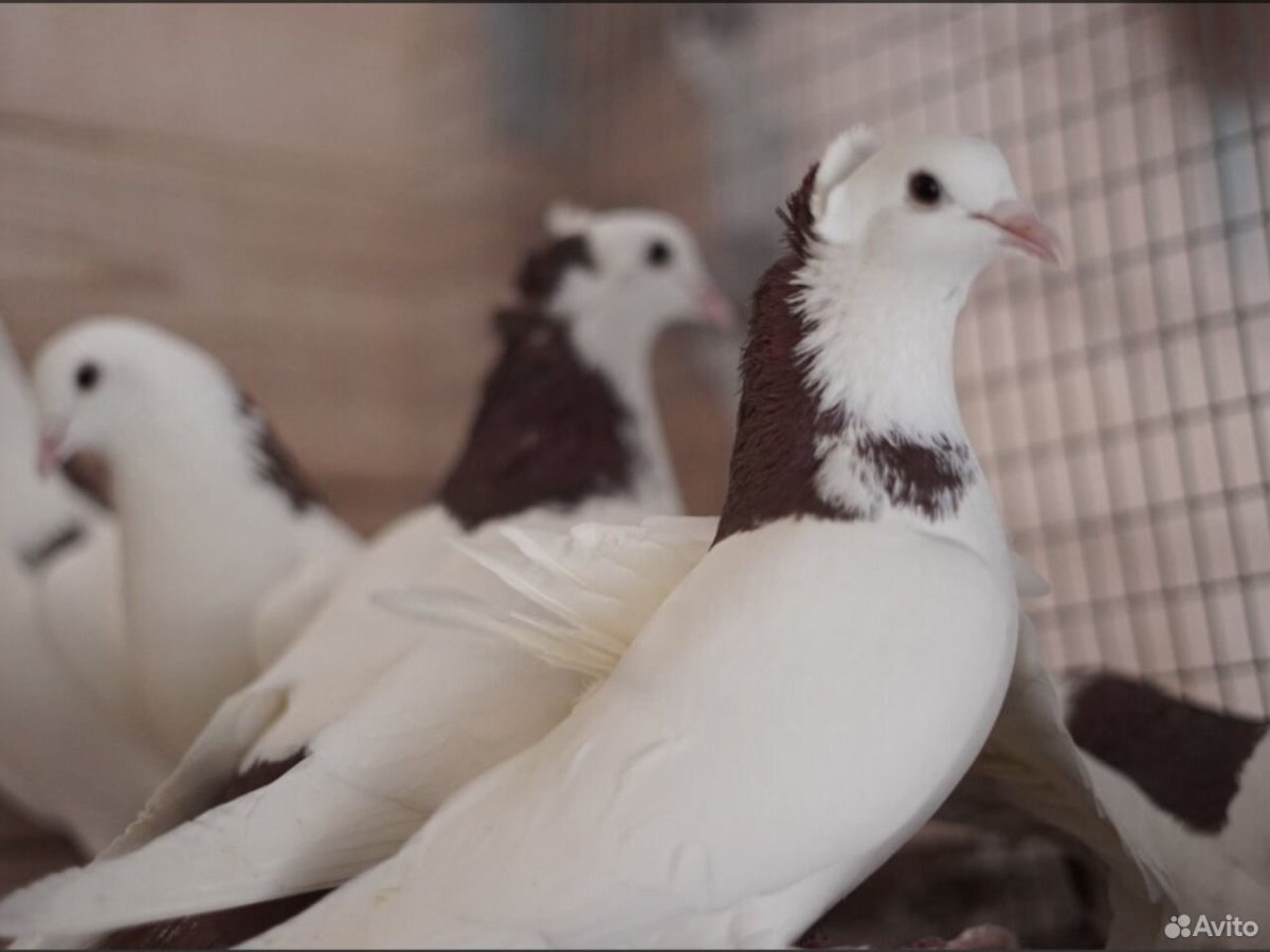 Бакинские бойные голуби Кубани