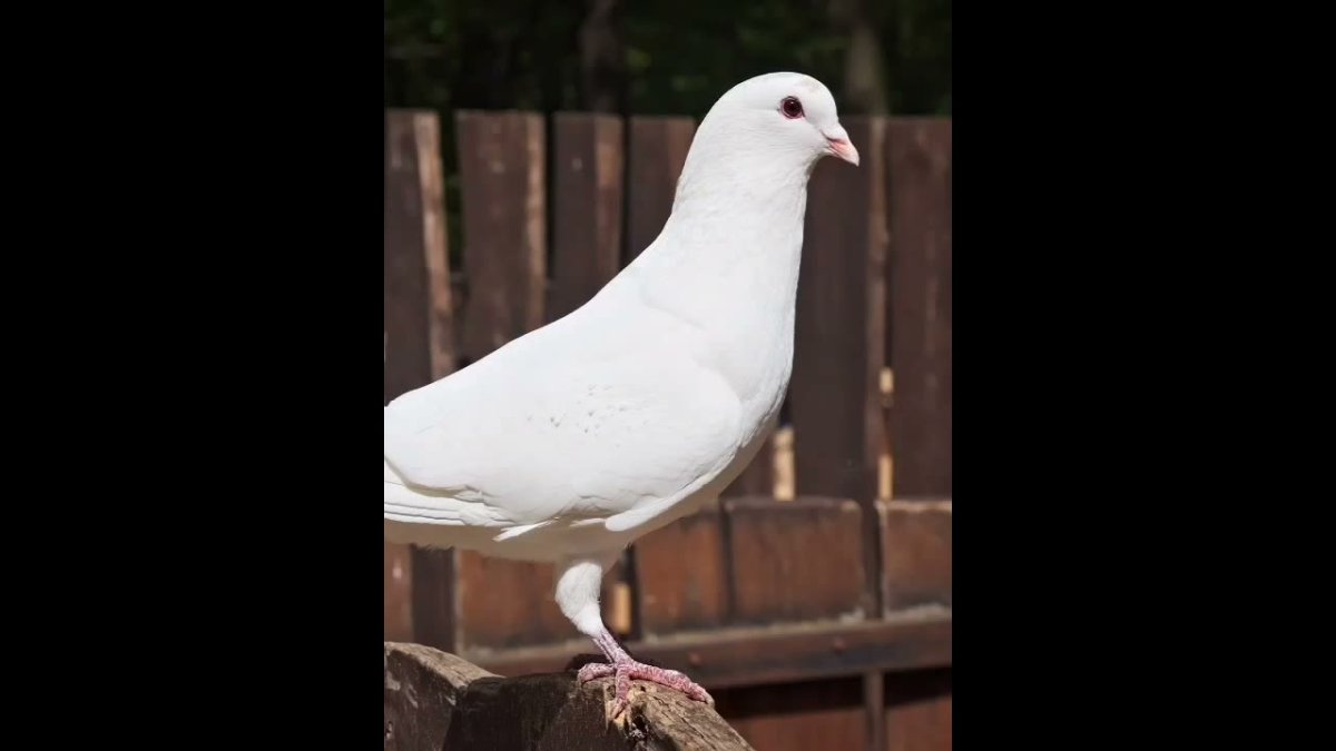 Армянские КУДУЛИ голуби