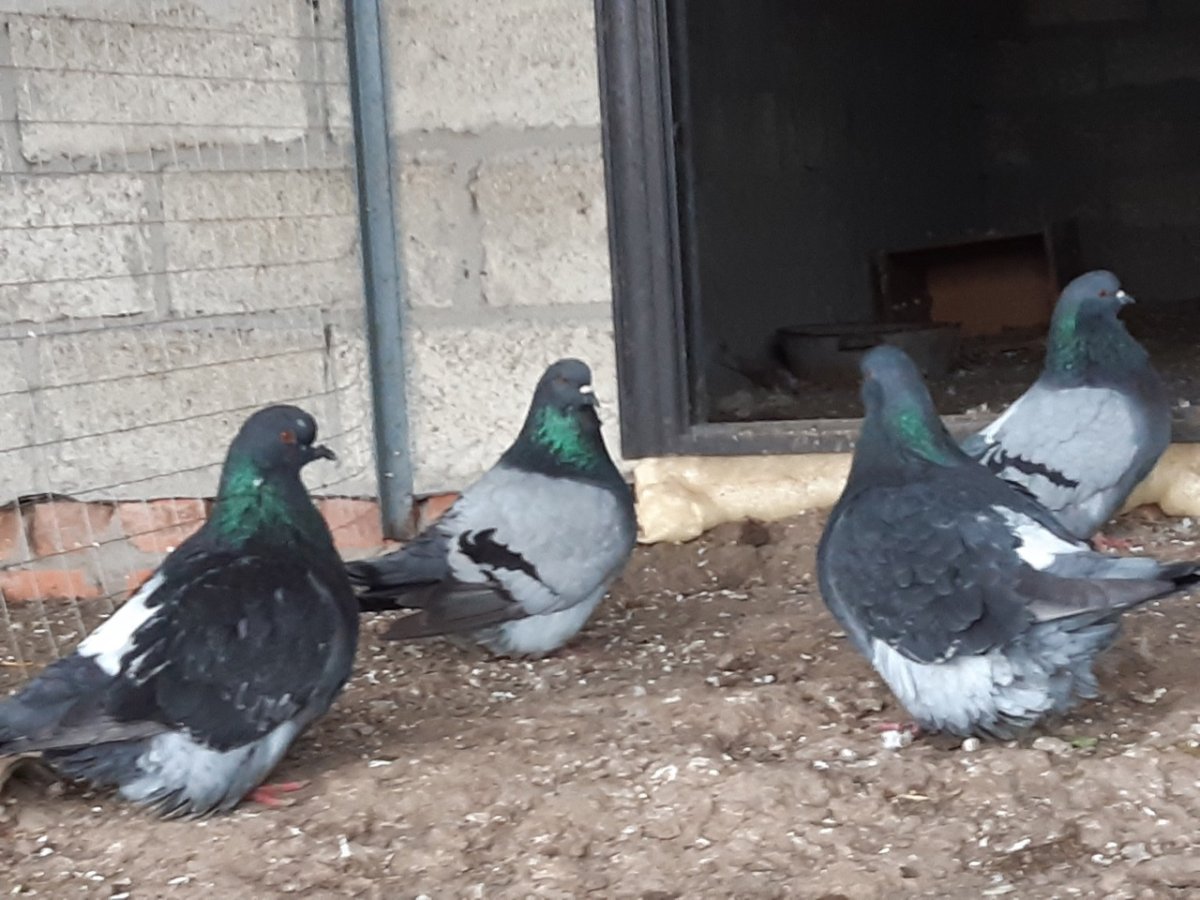 Продаются голуби Таганрог