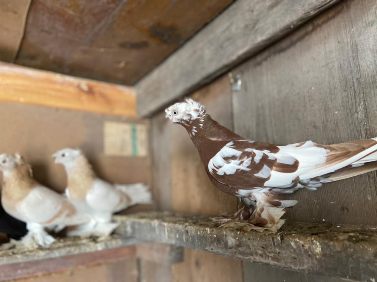 Горный голубь фото