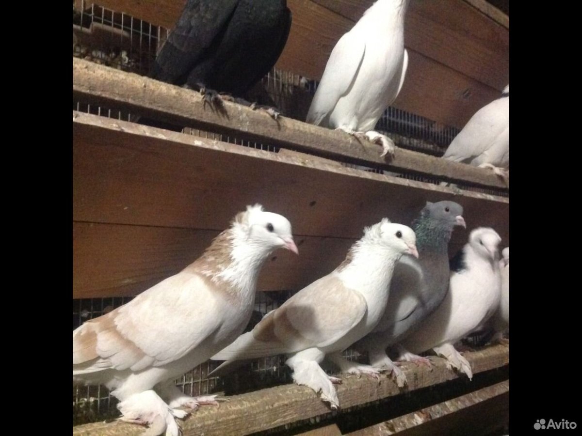 Ленинаканские голуби стандарт