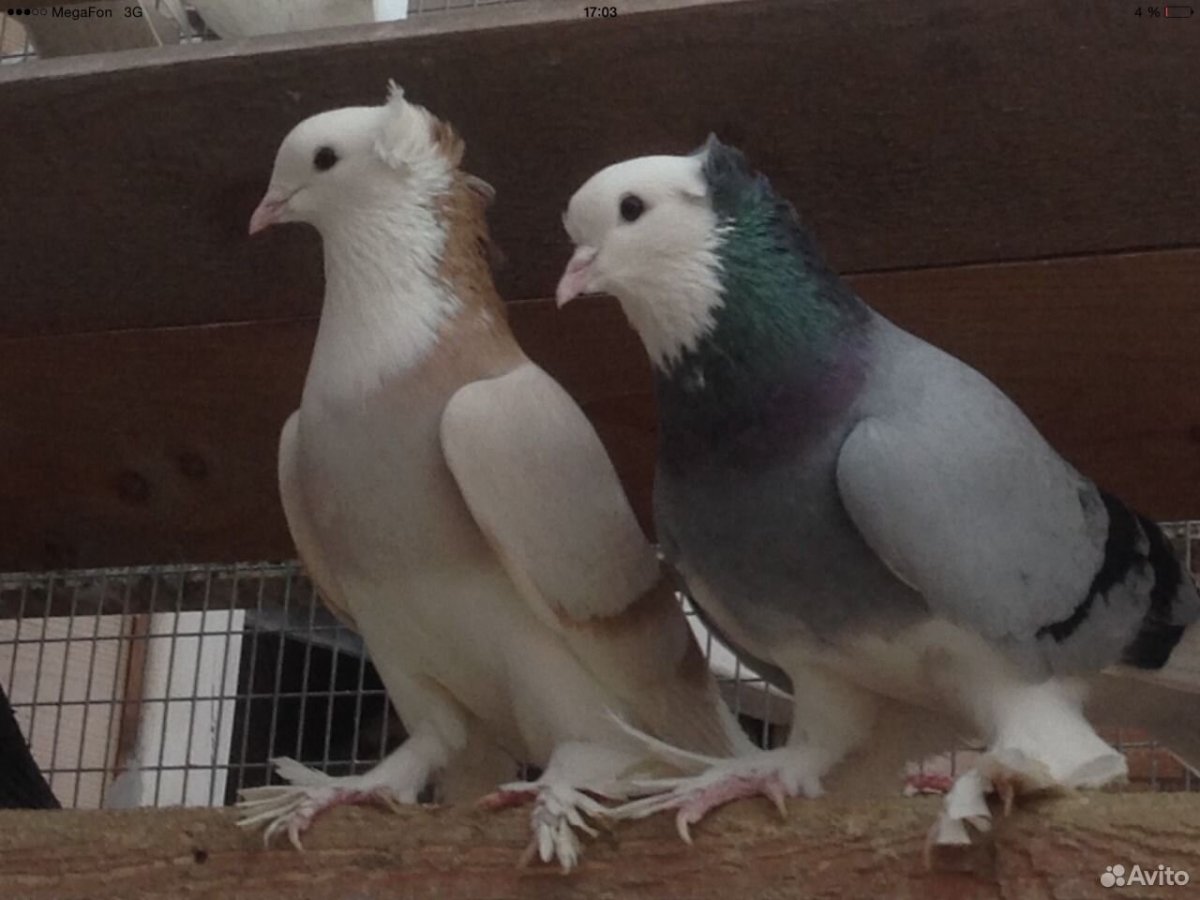 Ленинаканские бойные