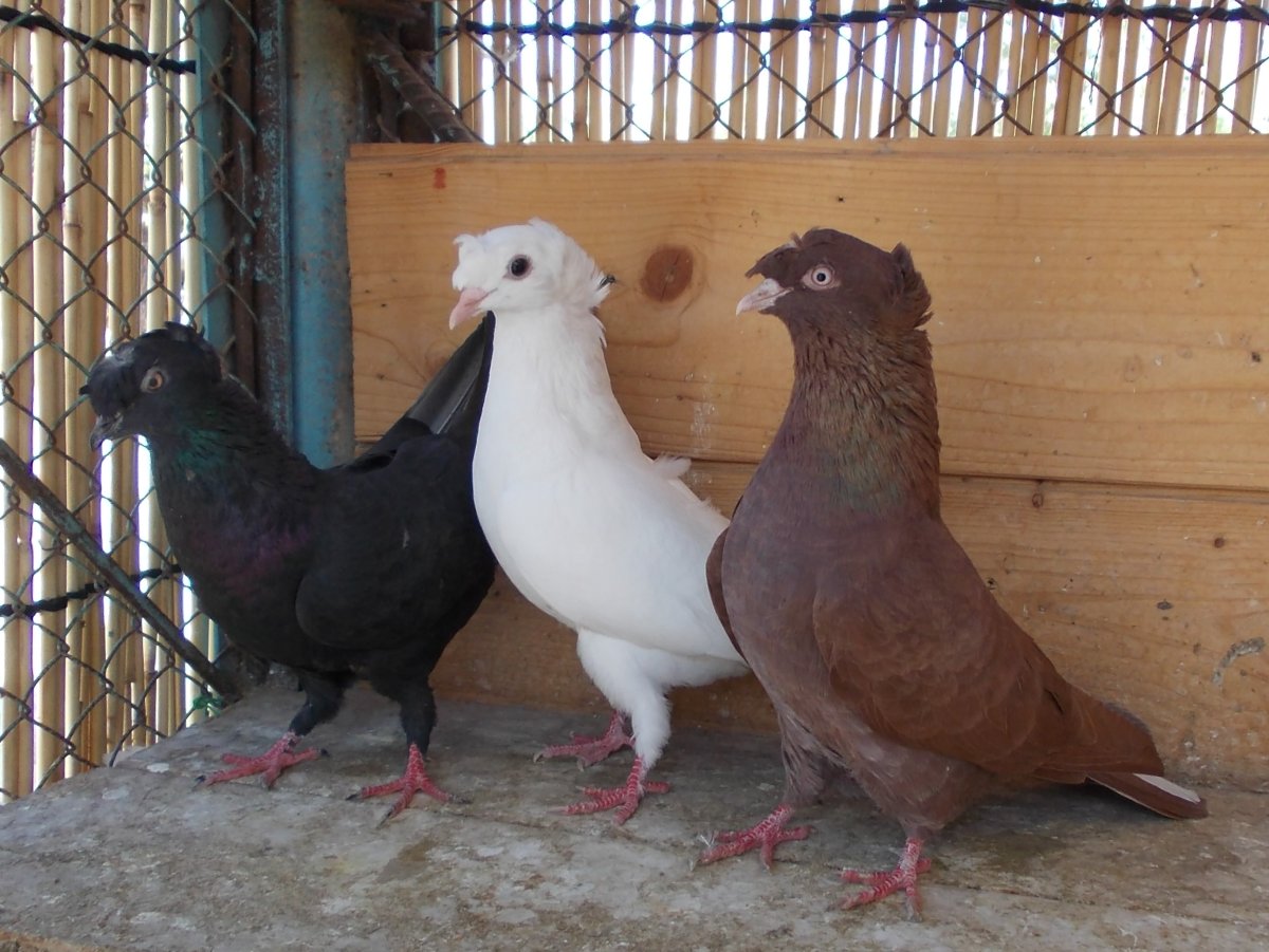 Афганские голуби двухчубые