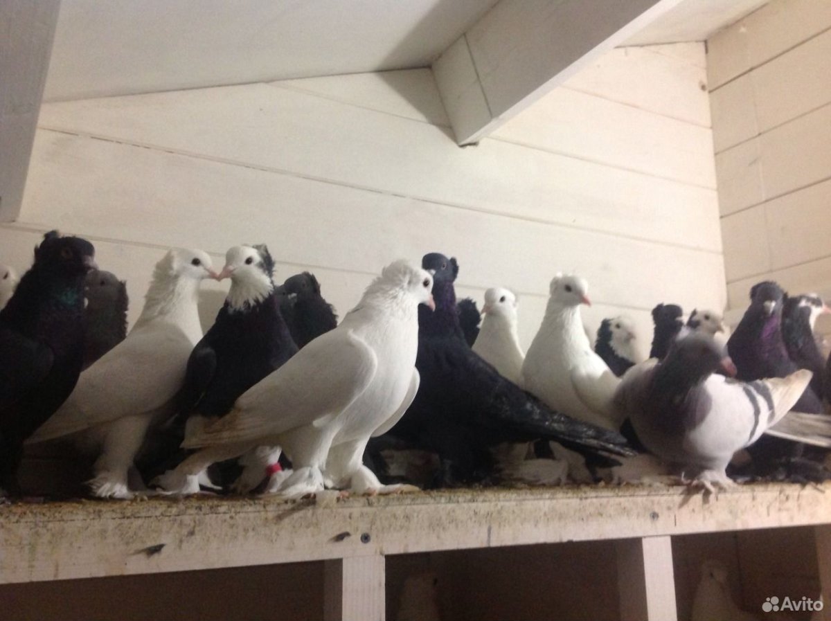 Голуби на авито Космы большие