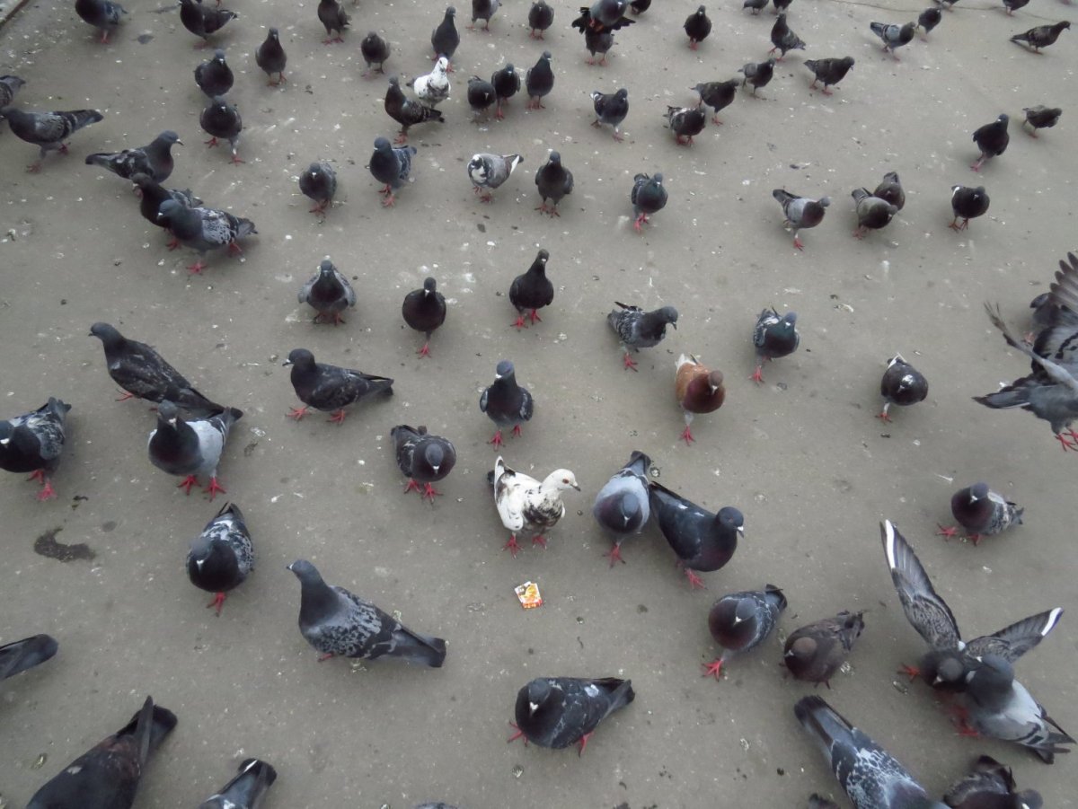 Голуби карьеры