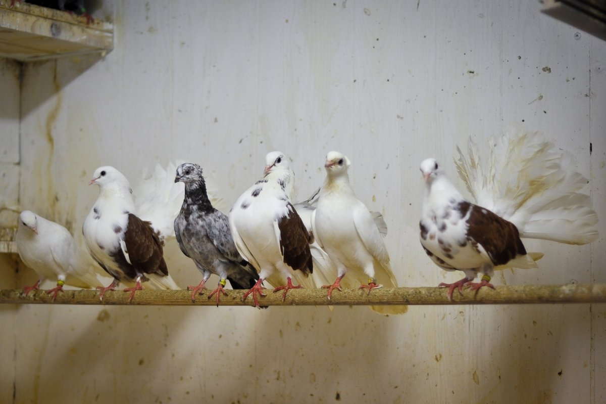 Голуби чеграши