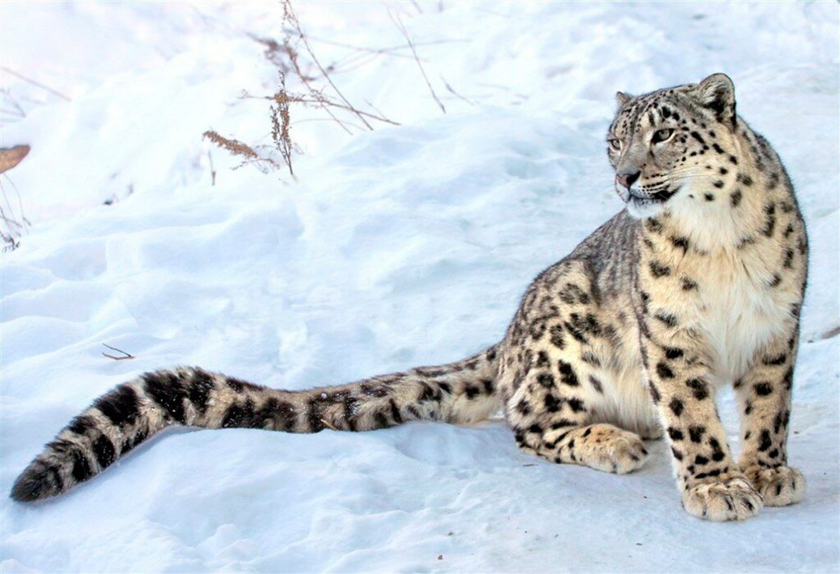 Ирбис окрас