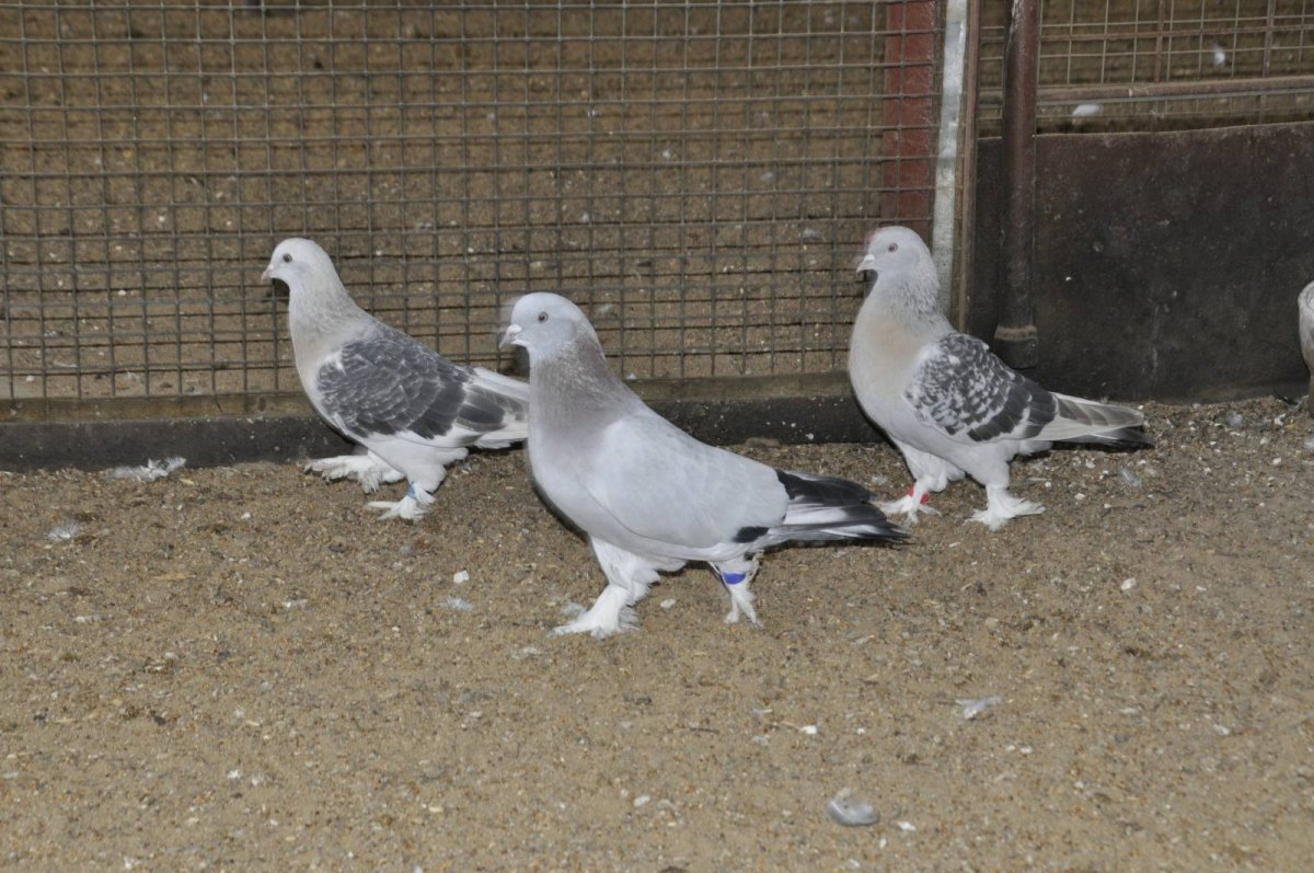 Голуби бойные турецкая Такла