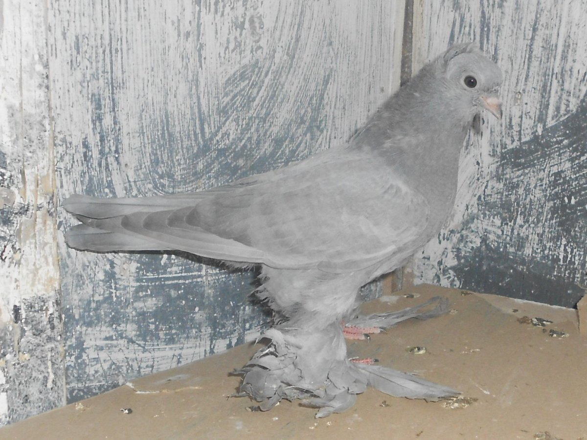 Ленинаканцы голуби Пискунов