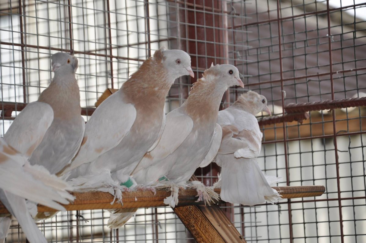 Узбекские бойные голуби касаны