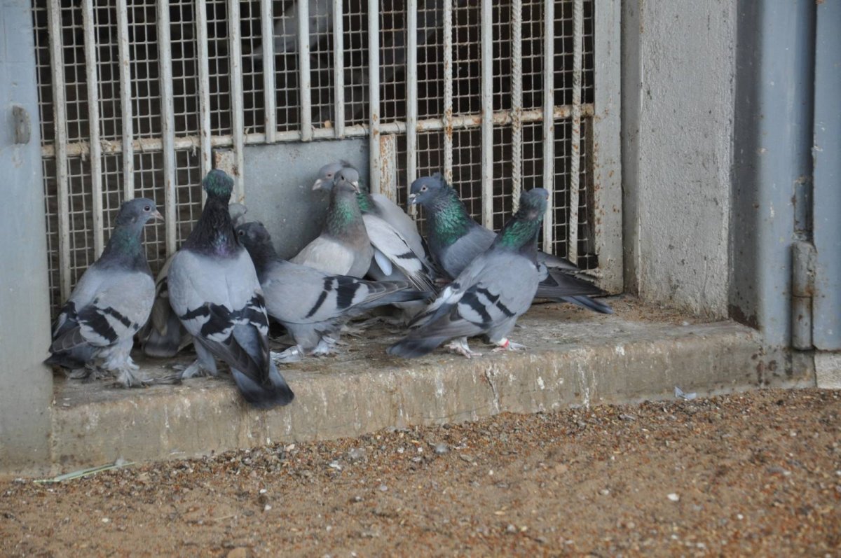 Агасиевские голуби 2023