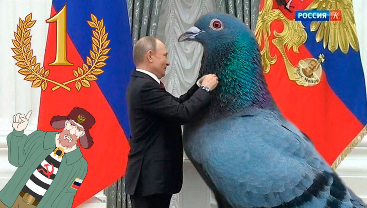 Голубь честь