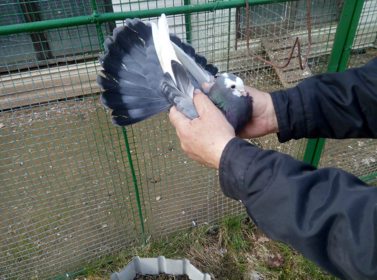 Николаевские голуби черные