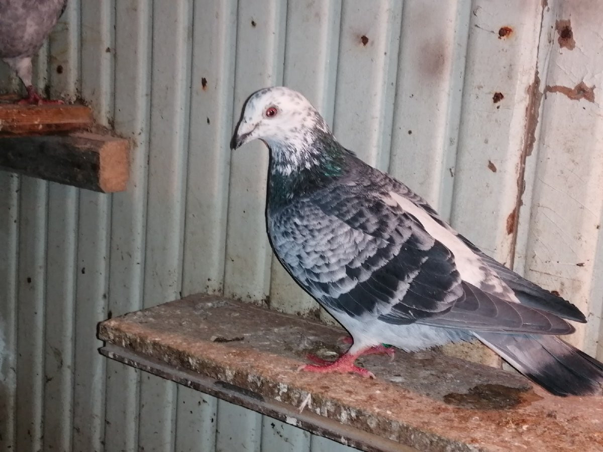 Ярмарка голубей в Тамбове в 2023 году