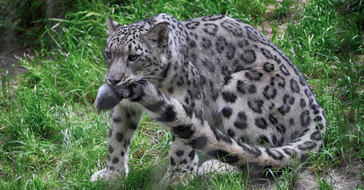 Хвост снежного барса