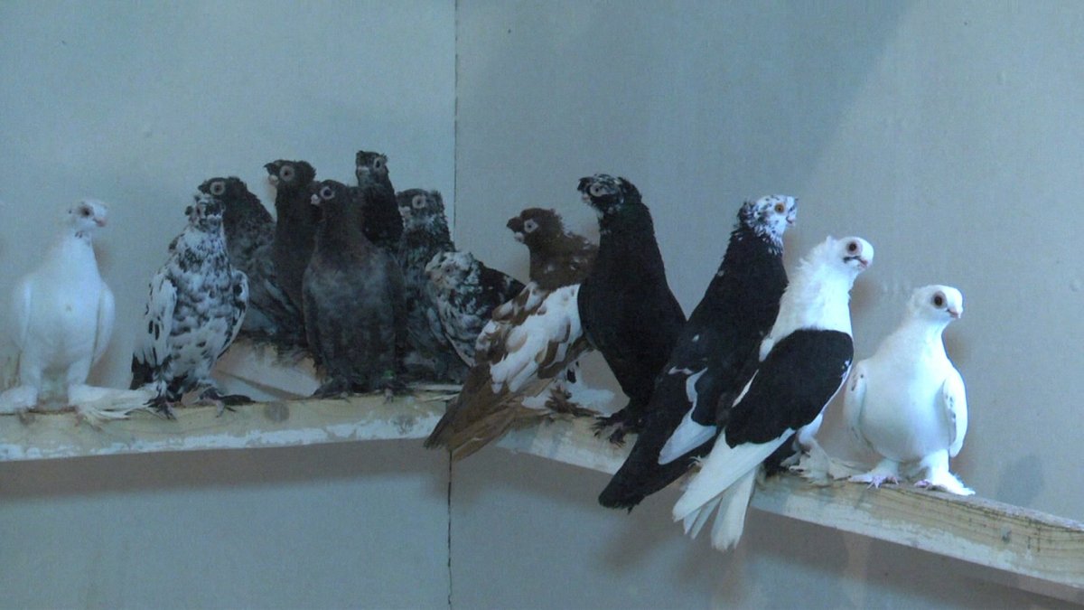 Узбекские двухчубые голуби среднеазиатские