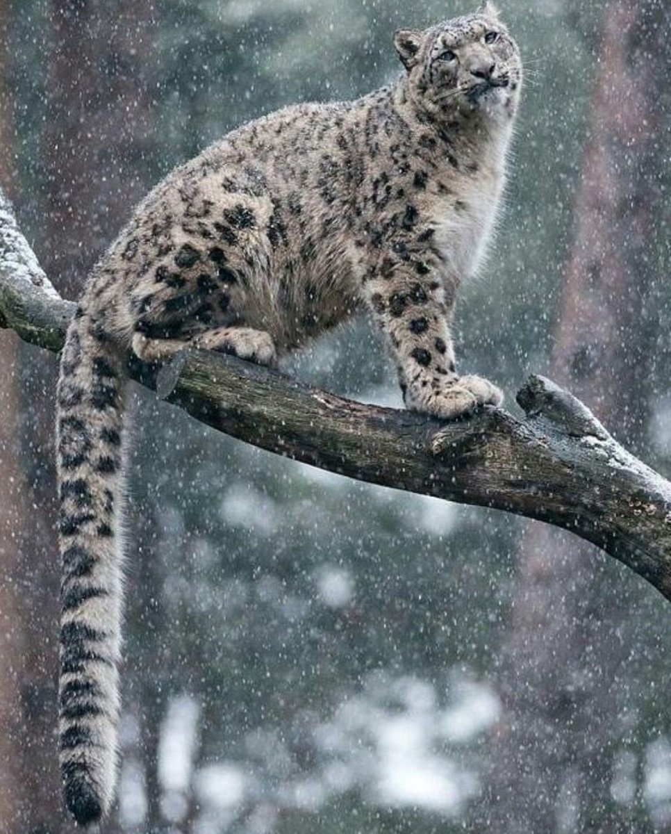 Ирбис хвост