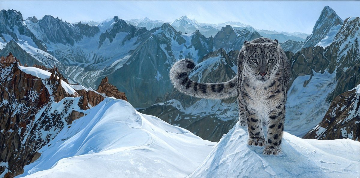 Ирбис в Гималаях