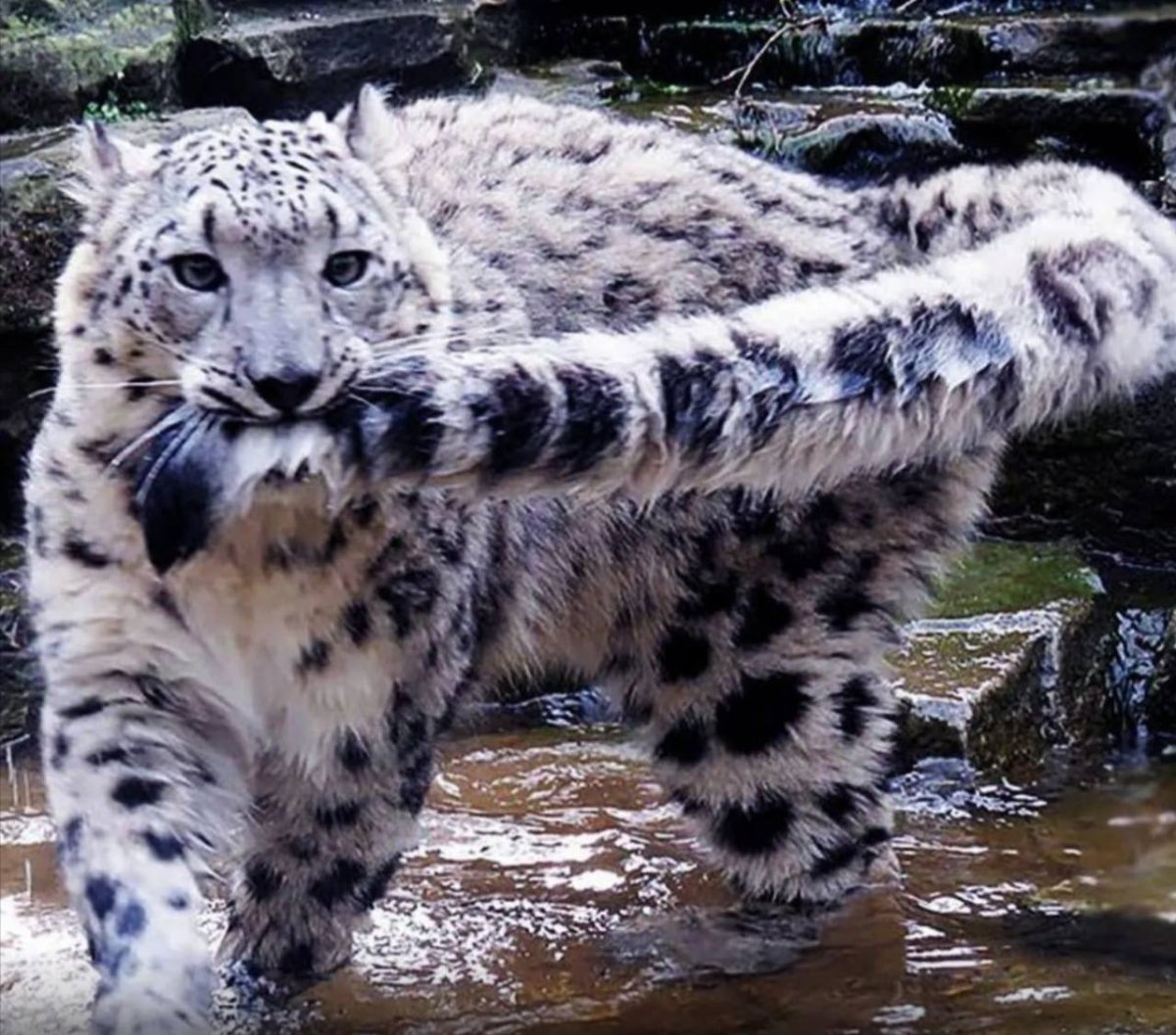 Снежный Барс