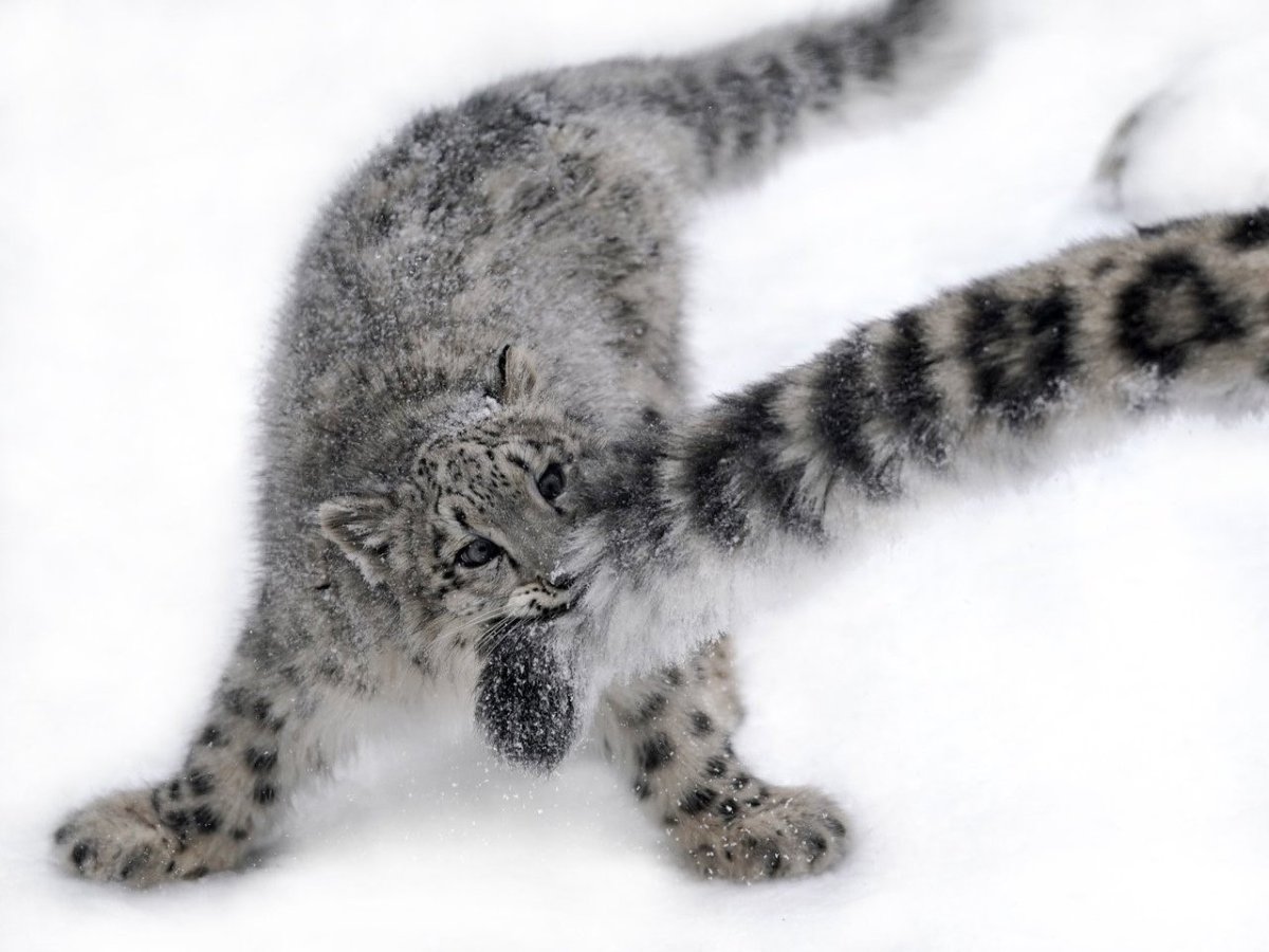 Леопард снежный Барс Ягуар