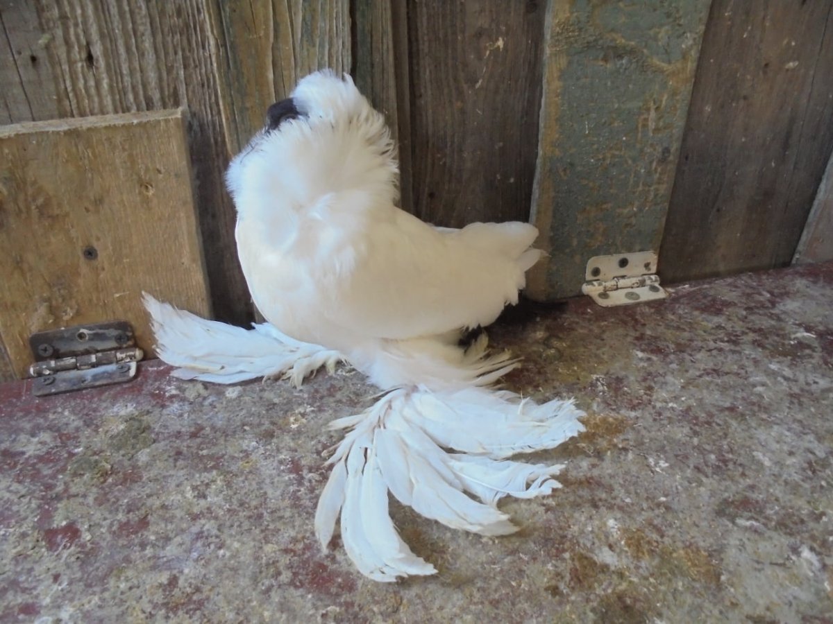 Голуби бухарские барабанщики