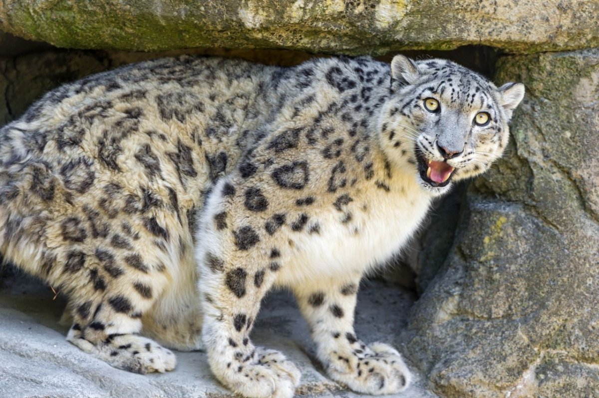 - Снежный Барс (Panthera uncia