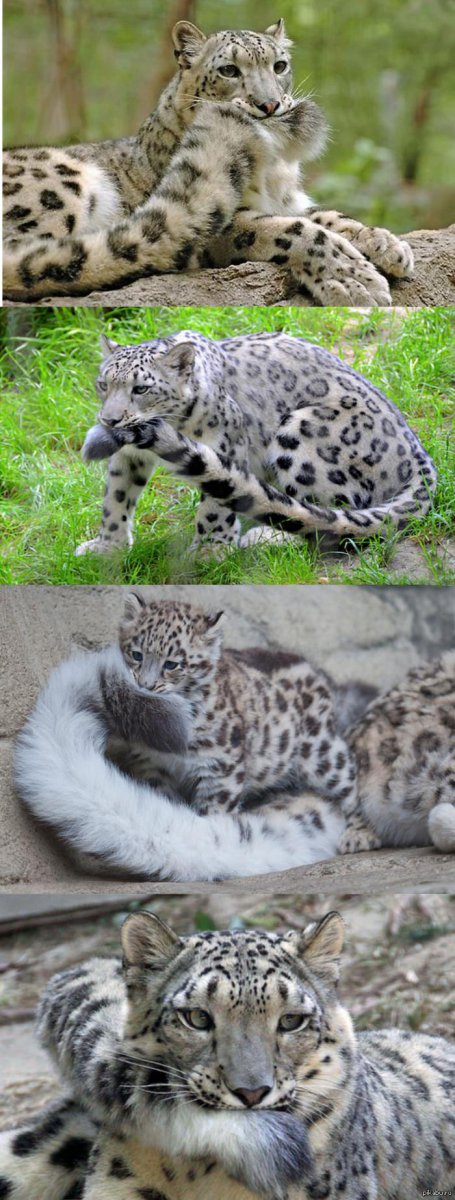 Снежный Барс и леопард