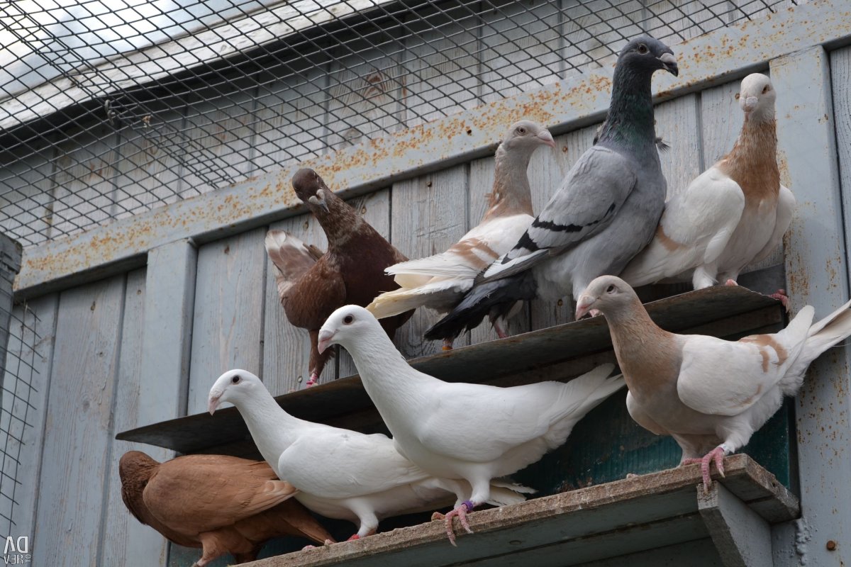 Голуби почтари мраморные