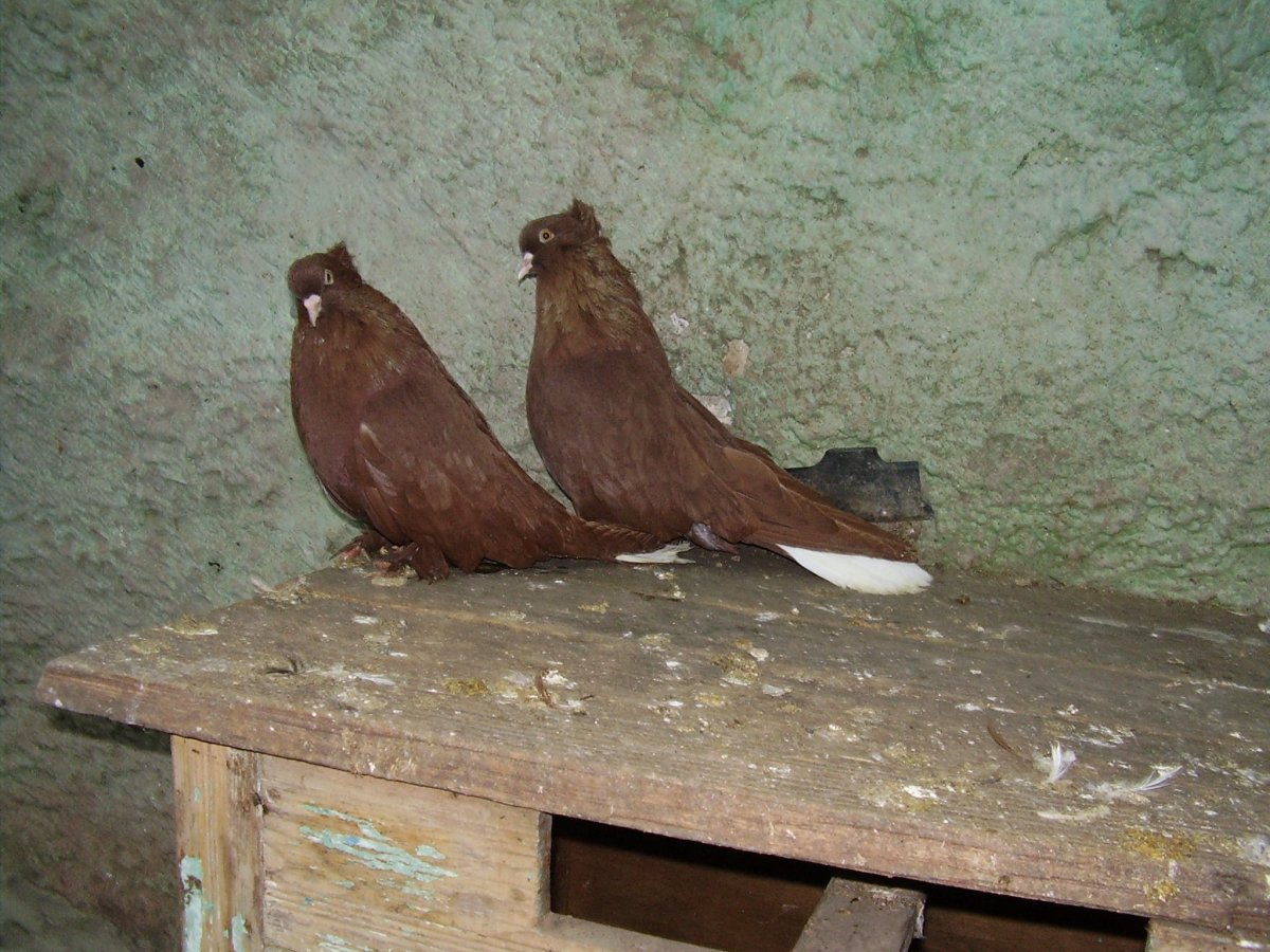 Голуби николаевские бабочки высоколетные