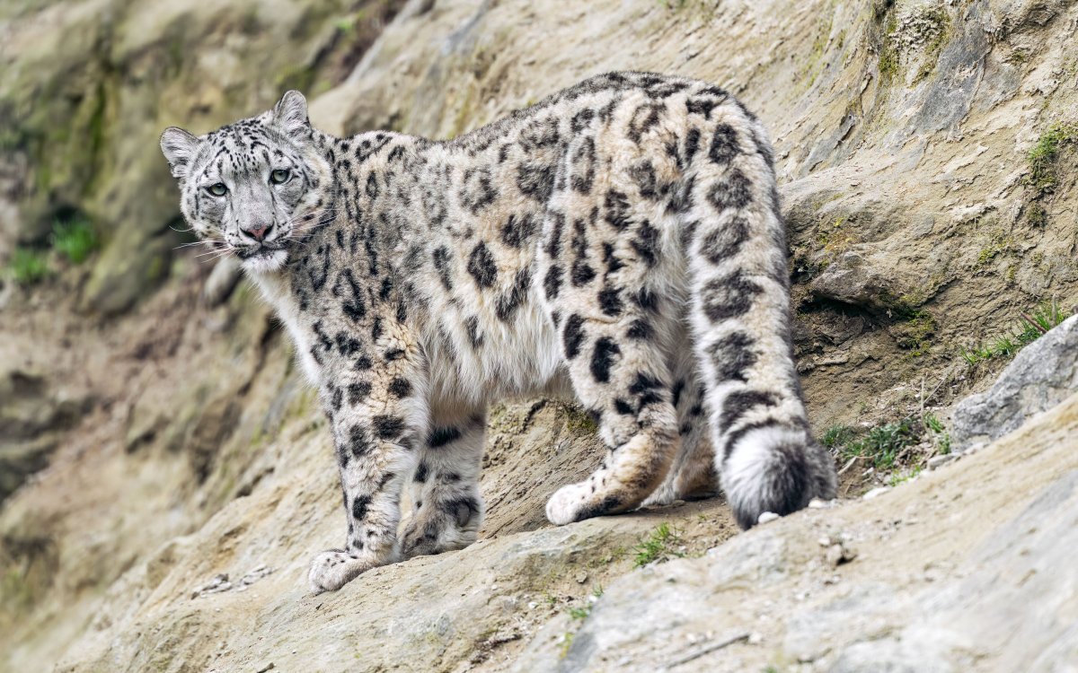 Снежный Барс