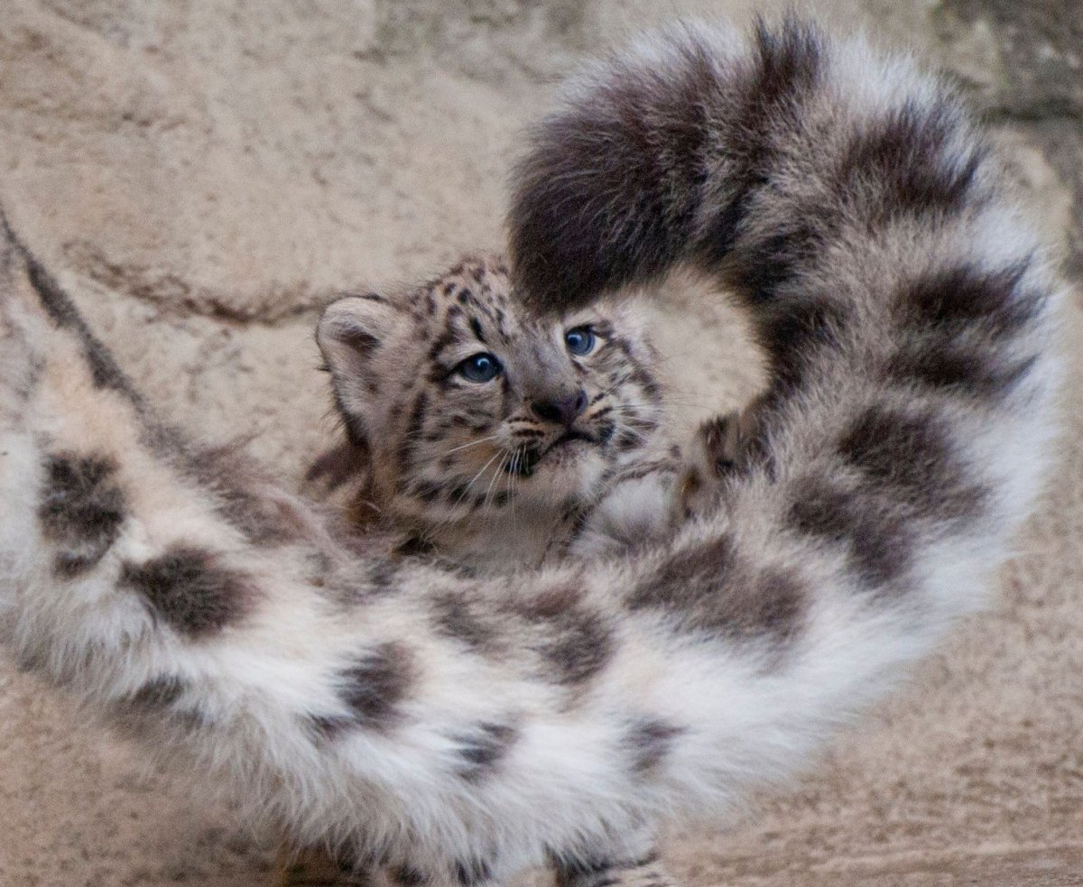 Снежный Барс хвост