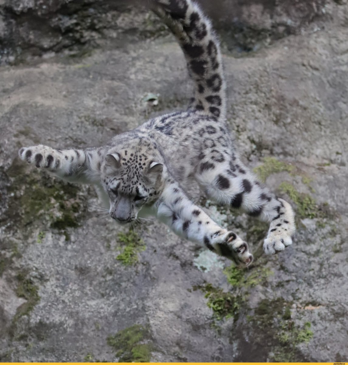 Снежный Барс котенок