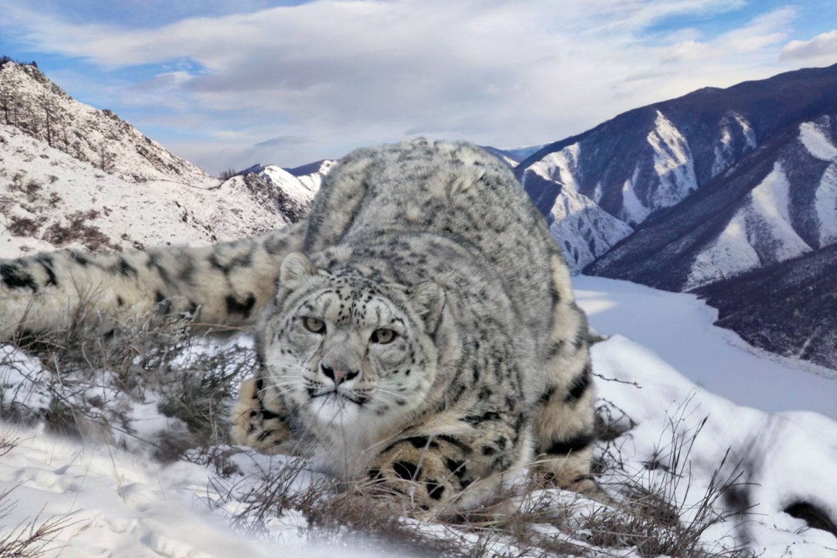 Саяно-Шушенский заповедник Ирбис