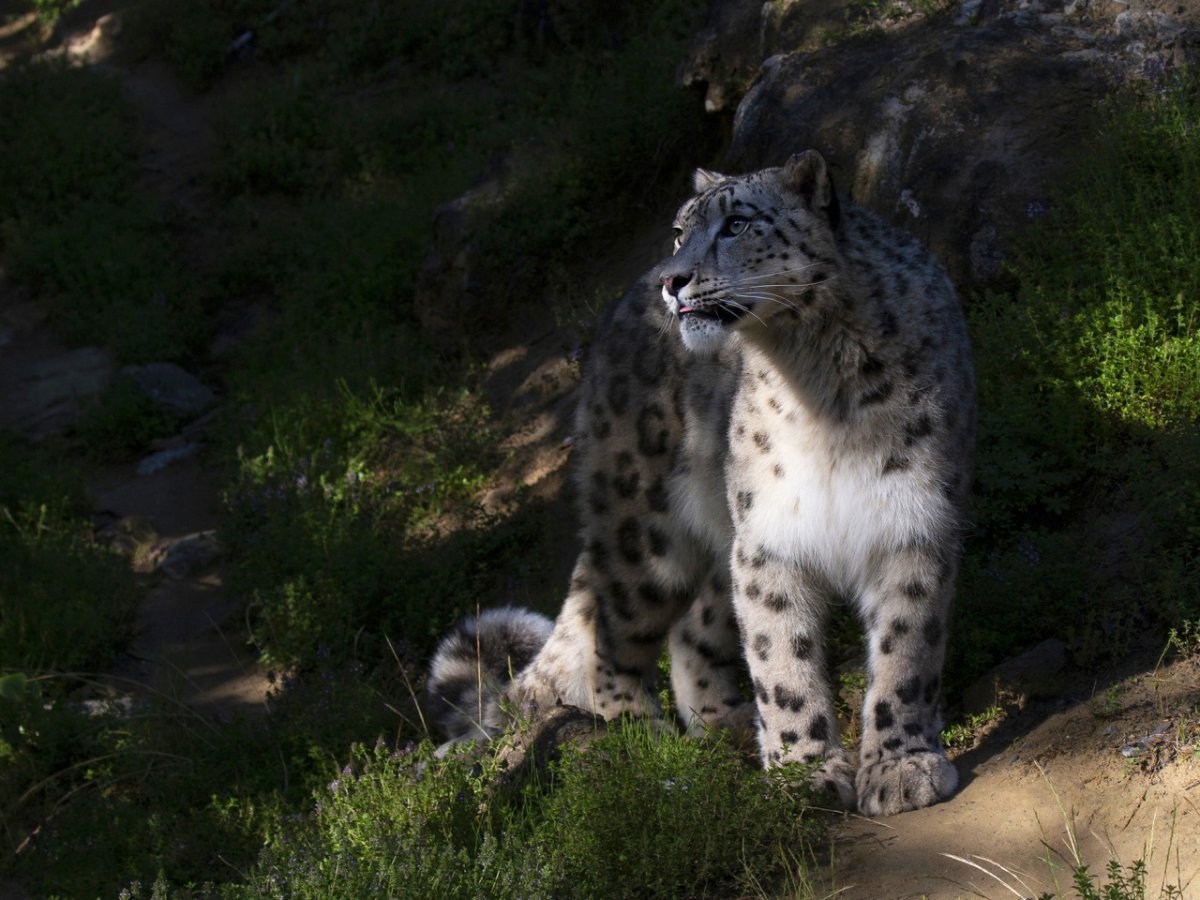 Снежный Барс (Ирбис, снежный леопард)