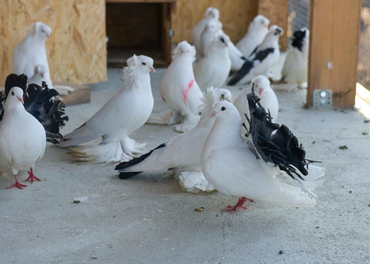 Голубь на абхазском