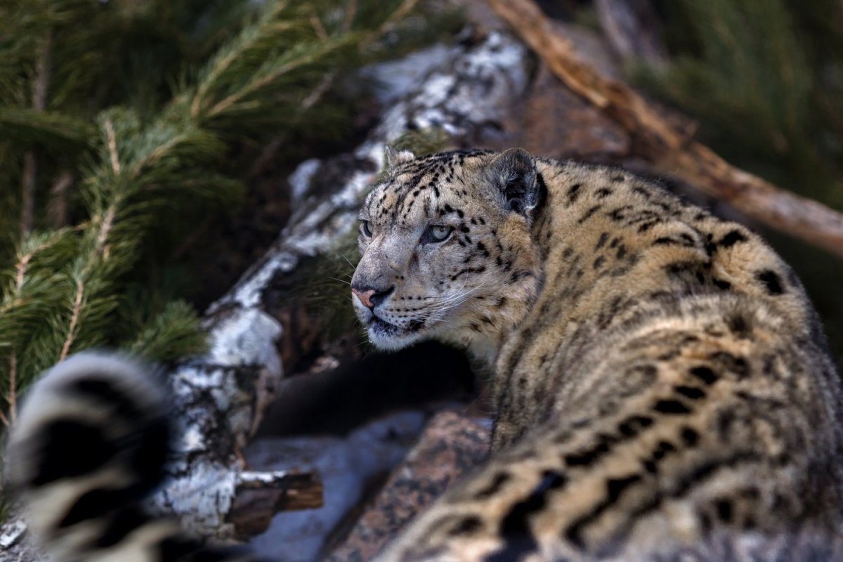 Хищные животные