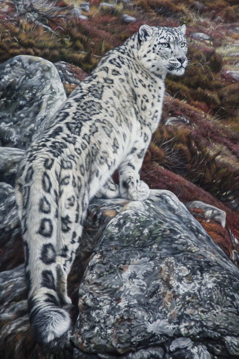 Снежный Барс окрас