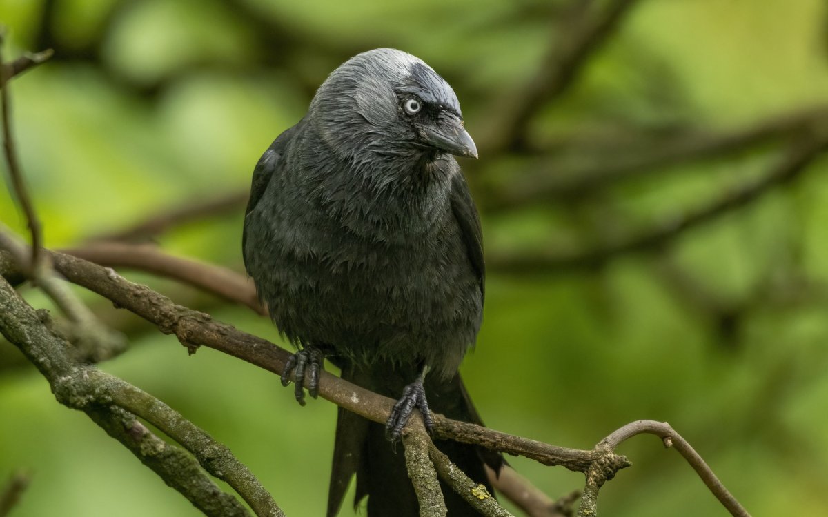 Галка птица актриса