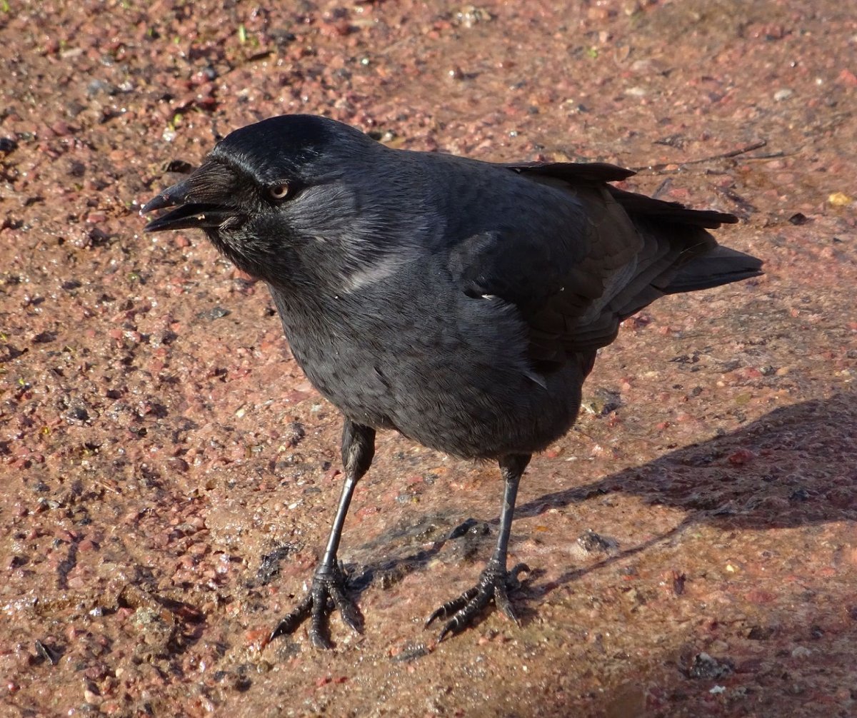 Галка птица